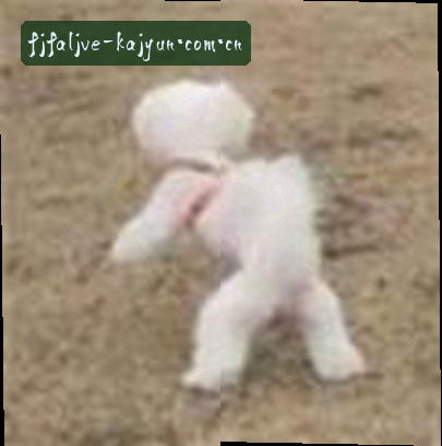 周鹏
